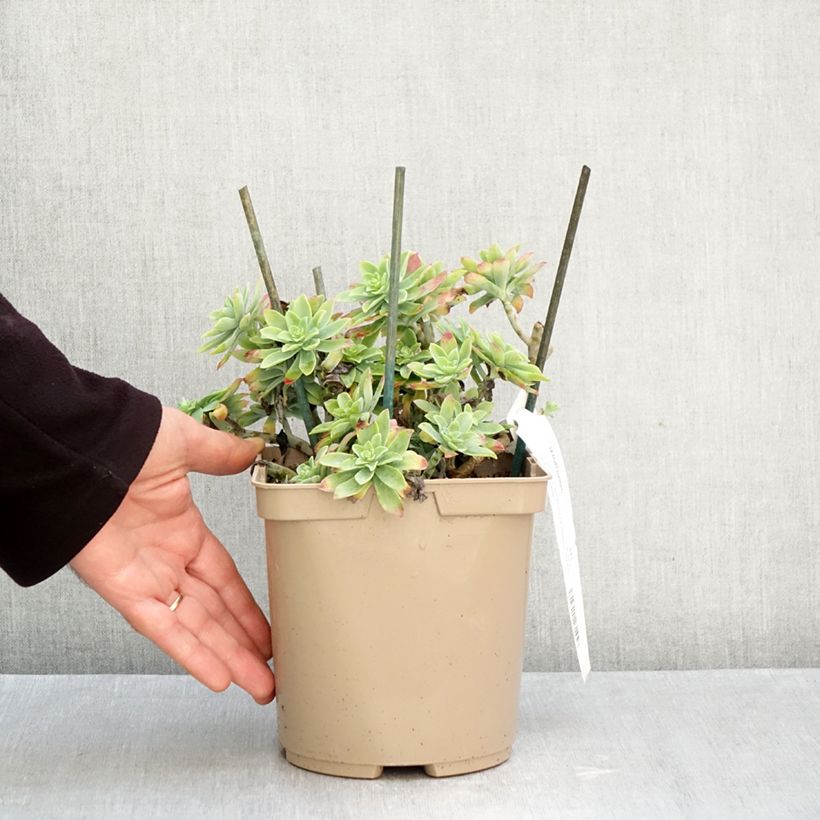 Amostra de Sedum palmeri - Orpin de Palmer Pot de 3L/4L tal como entregue no outono