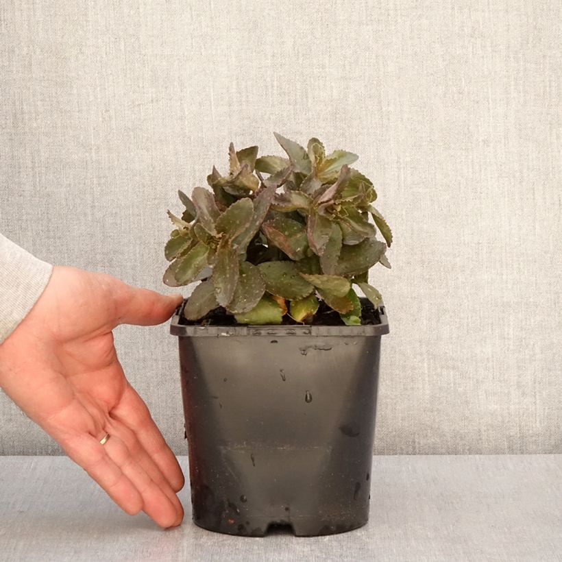 Amostra de Sedum Peach Pearls - Orpin d'automne Pot de 1,5L/2L tal como entregue na primavera