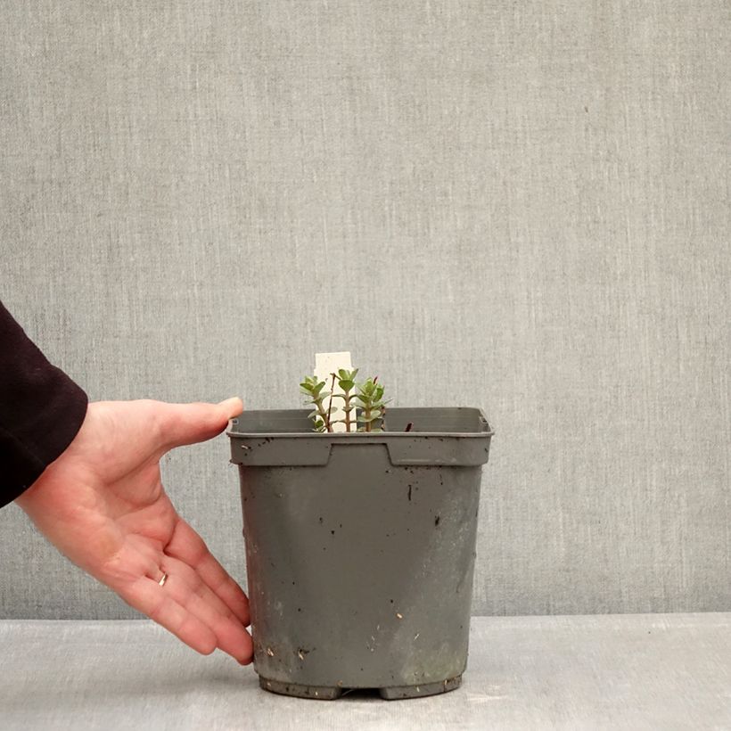 Amostra de Sedum Pinky Vaso de 2 L/3 L tal como entregue no inverno