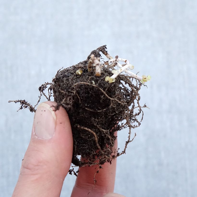 Amostra de Sedum Pinky - Orpin Petites Racines nues tal como entregue no inverno