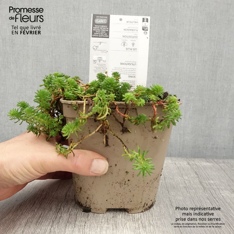 Amostra de Sedum pulchellum - Orpin Pot de 2L/3L tal como entregue no inverno
