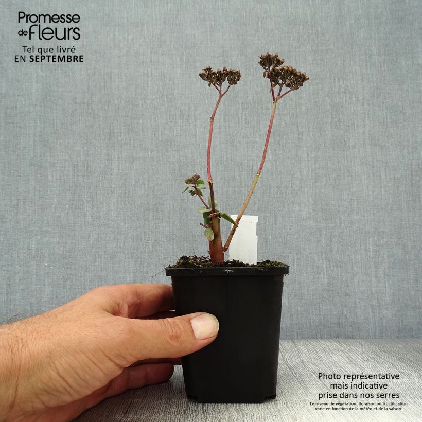 Amostra de Sedum spectabile Purple Emperor Vaso de 8/9 cm tal como entregue no outono