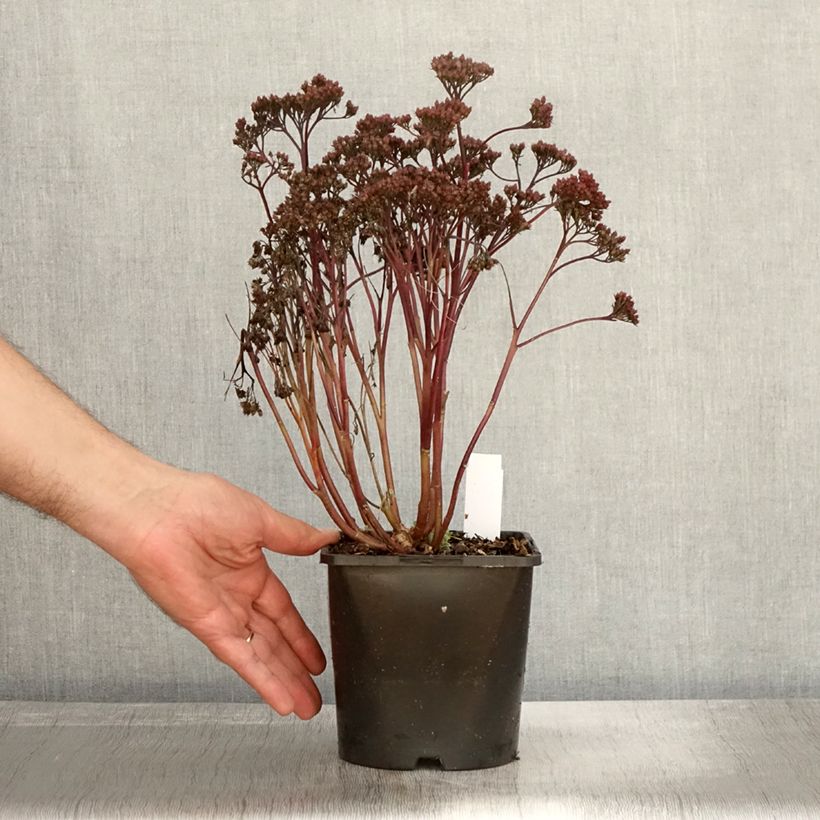 Amostra de Sedum spectabile Purple Emperor Vaso de 1,5 L/2 L tal como entregue no outono