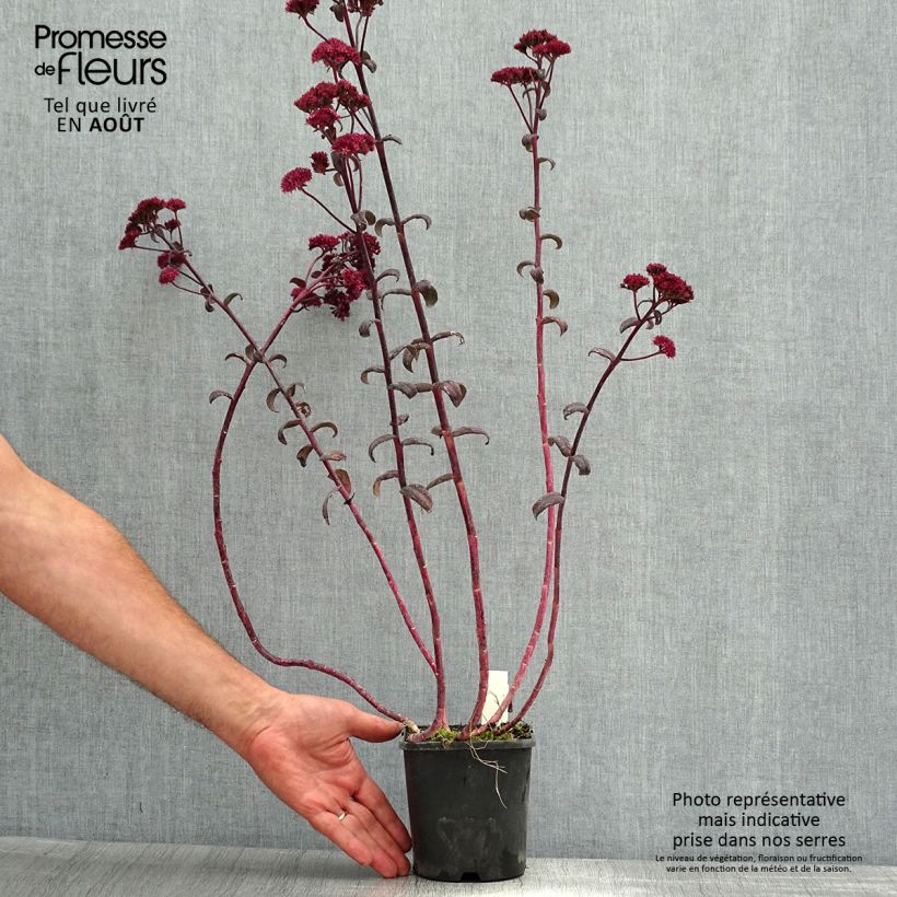 Amostra de Sedum spectabile Purple Emperor Vaso de 1,5 L/2 L tal como entregue no verão