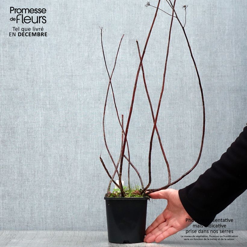 Amostra de Sedum spectabile Purple Emperor Vaso de 1,5 L/2 L tal como entregue no inverno