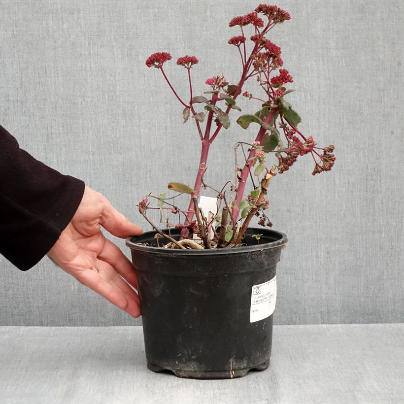 Amostra de Sedum Red Cauli Vaso de 2 L/3 L tal como entregue no outono