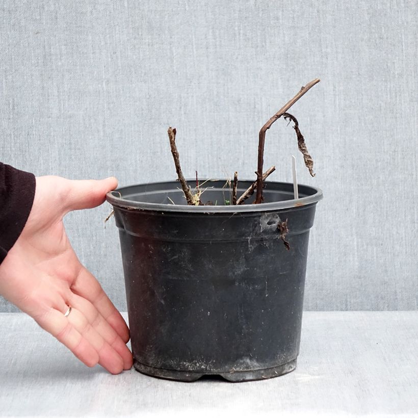 Amostra de Sedum Red Cauli Vaso de 2 L/3 L tal como entregue no inverno