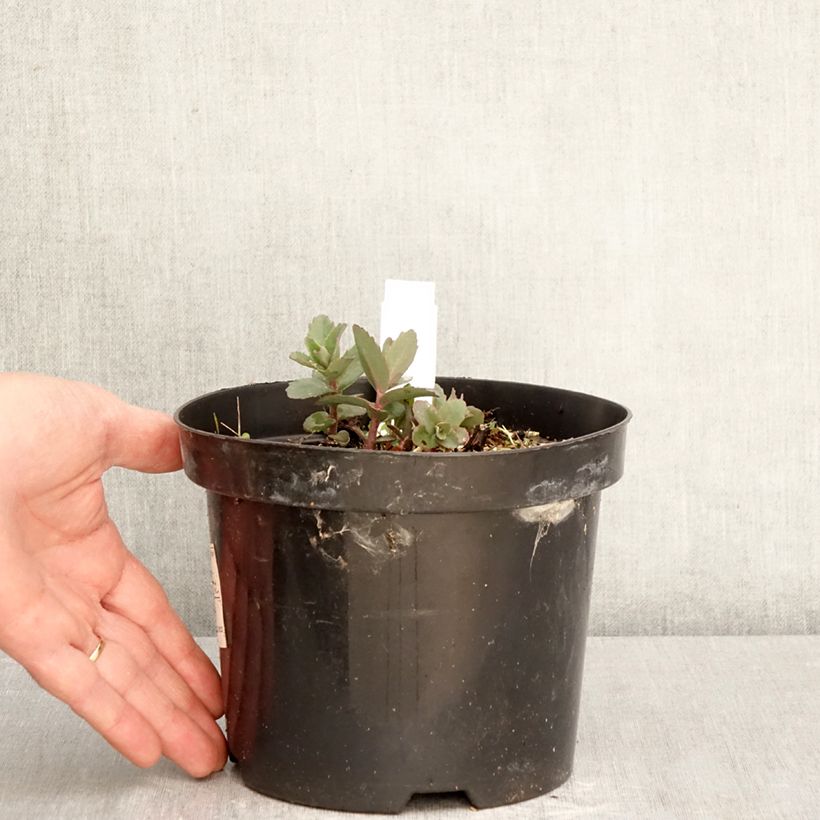 Amostra de Sedum Red Cauli Vaso de 2 L/3 L tal como entregue na primavera