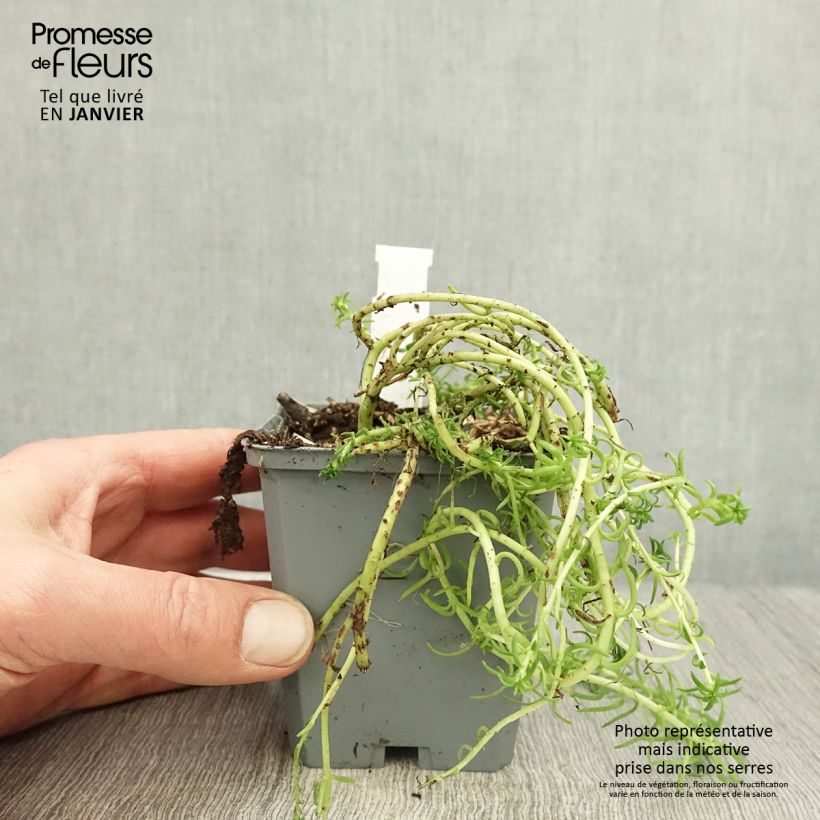 Amostra de Sedum reflexum Angelina Vaso de 8/9 cm tal como entregue no inverno