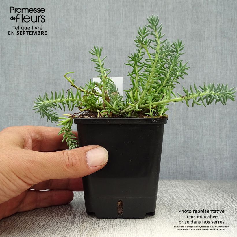 Amostra de Sedum reflexum Blue Spruce Vaso de 8/9 cm tal como entregue no outono