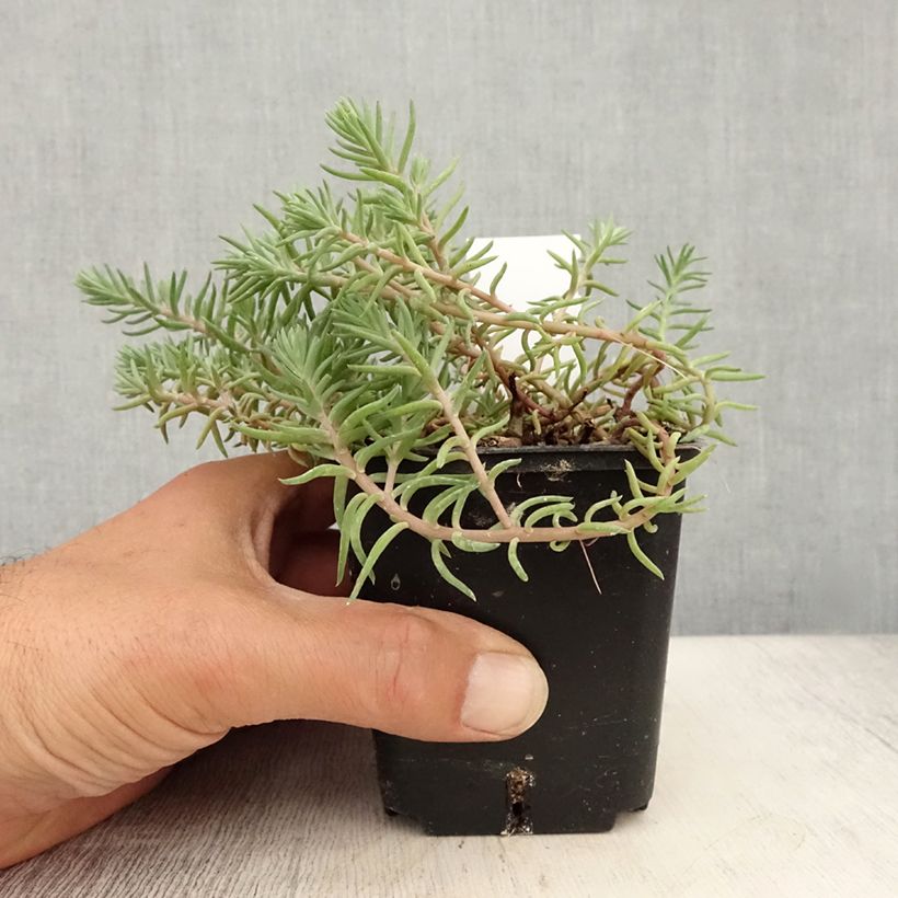 Amostra de Sedum reflexum Blue Spruce Vaso de 8/9 cm tal como entregue no verão