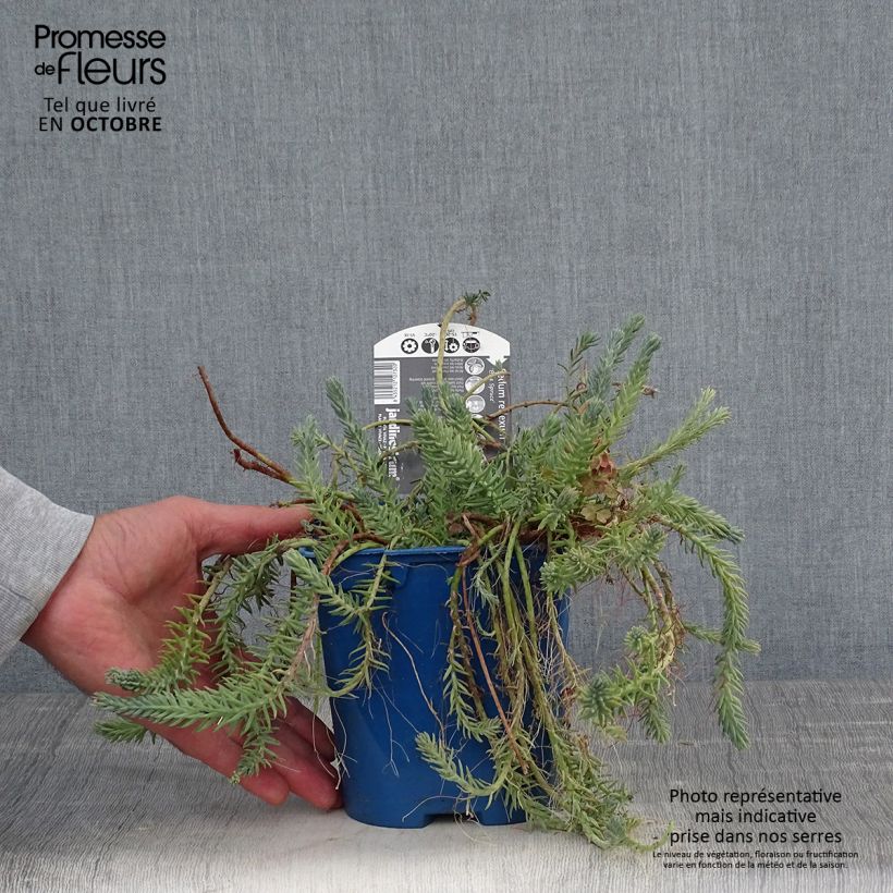 Amostra de Sedum reflexum Blue Spruce Vaso de 2 L/3 L tal como entregue no outono