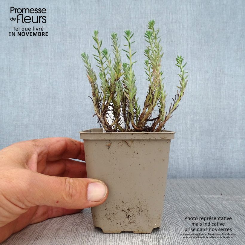 Amostra de Sedum reflexum Vaso de 8/9 cm tal como entregue no outono