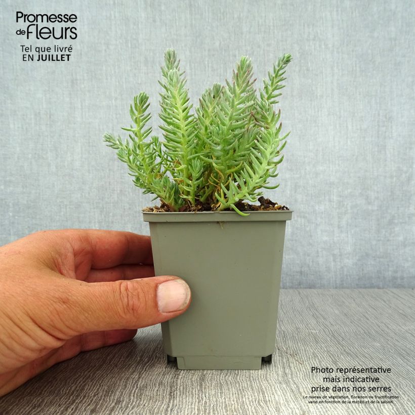 Amostra de Sedum reflexum Vaso de 8/9 cm tal como entregue no verão