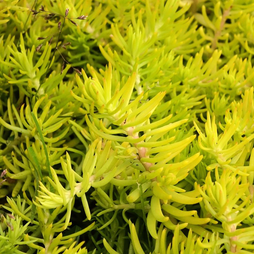Sedum reflexum Yellow Cushion (Folhagem)