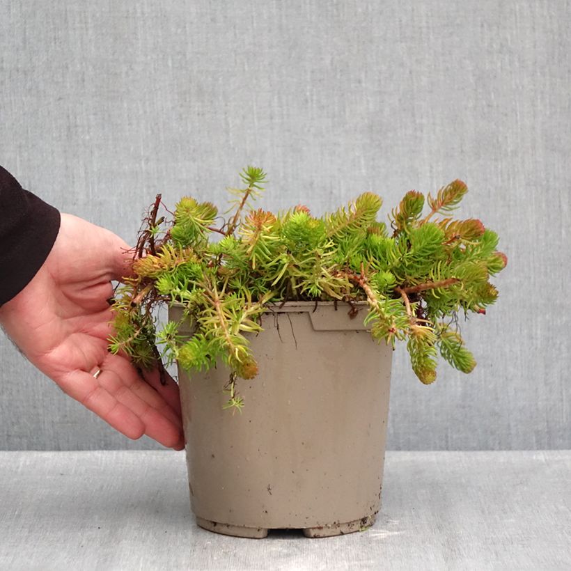 Amostra de Sedum reflexum Yellow Cushion Vaso de 3 L/4 L tal como entregue no outono