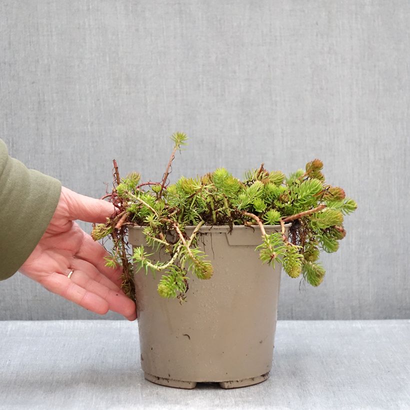 Amostra de Sedum reflexum Yellow Cushion - Orpin réfléchi Pot de 3L/4L tal como entregue no inverno