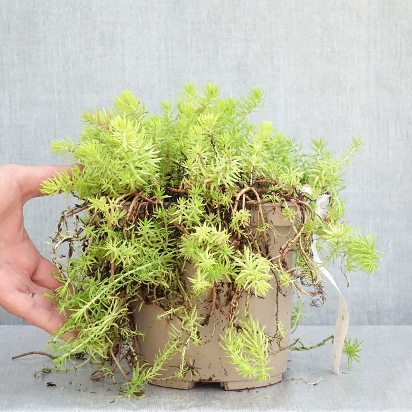 Amostra de Sedum reflexum Yellow Cushion Vaso de 3 L/4 L tal como entregue na primavera