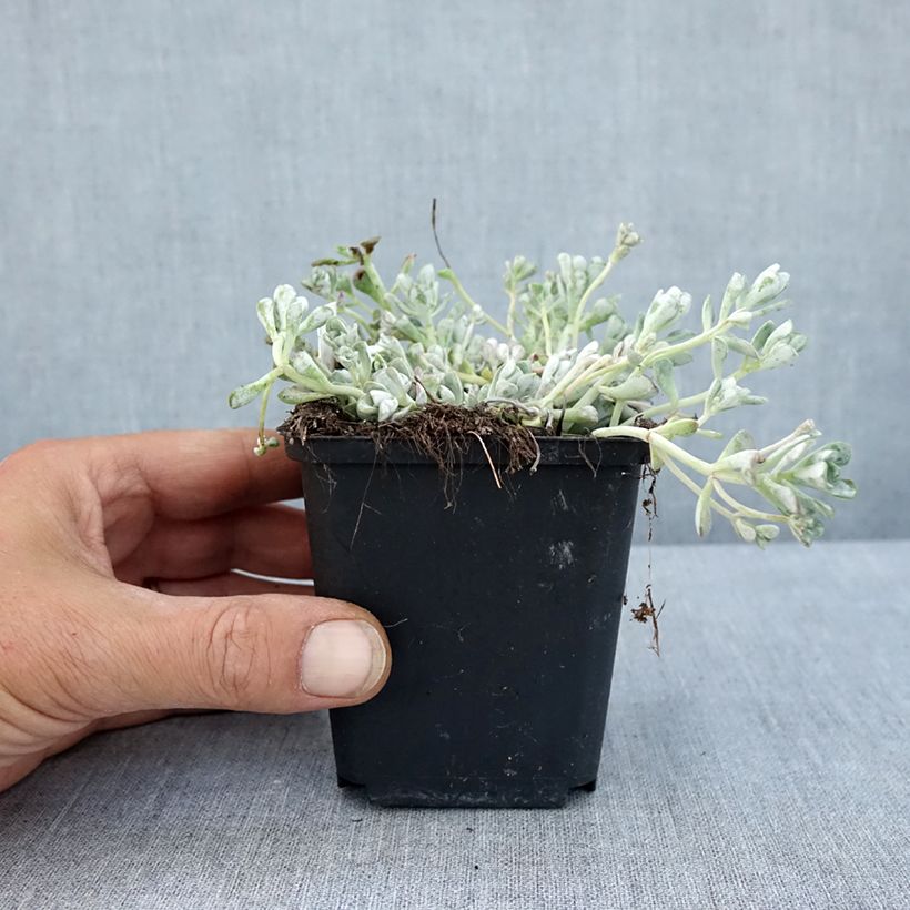 Amostra de Sedum spathulifolium Cape Blanco Vaso de 8/9 cm tal como entregue no verão