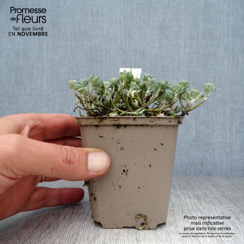 Amostra de Sedum spathulifolium Cape Blanco Vaso de 8/9 cm tal como entregue no outono
