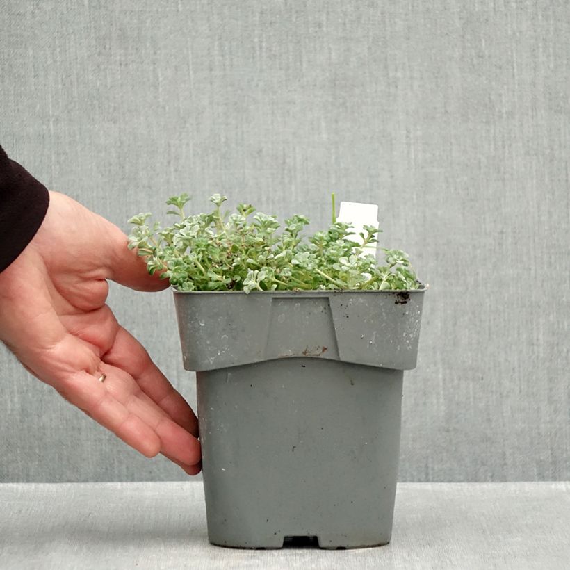 Amostra de Sedum spathulifolium Cape Blanco Vaso de 1,5 L/2 L tal como entregue no outono
