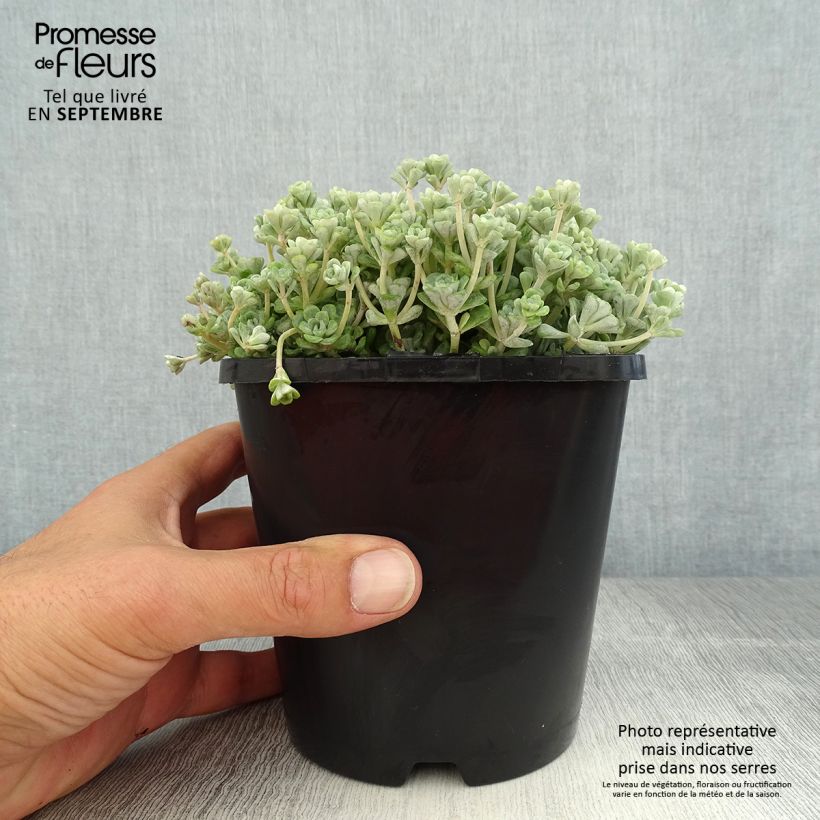 Amostra de Sedum spathulifolium Cape Blanco Vaso de 1,5 L/2 L tal como entregue no verão