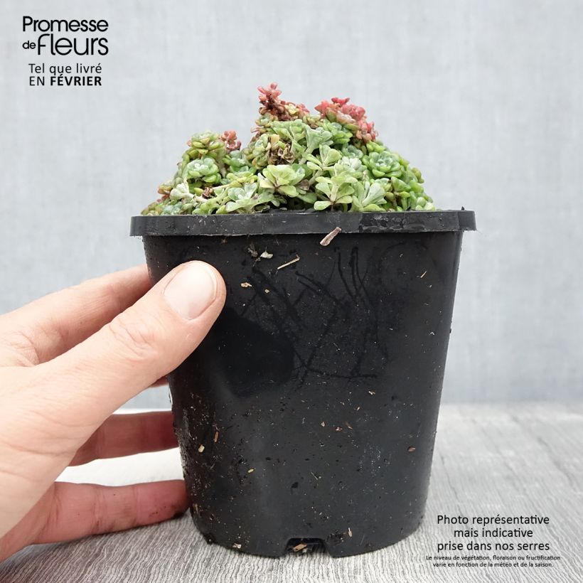 Amostra de Sedum spathulifolium Cape Blanco - Orpin rampant Vaso de 1,5 L/2 L tal como entregue no inverno