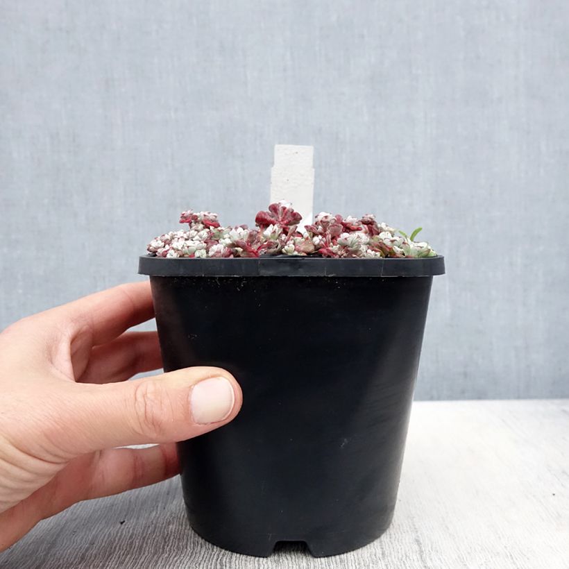 Amostra de Sedum spathulifolium Cape Blanco Vaso de 1,5 L/2 L tal como entregue na primavera