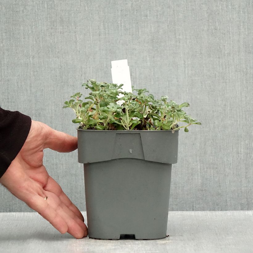 Amostra de Sedum spathulifolium Purpureum Vaso de 2 L/3 L tal como entregue no outono
