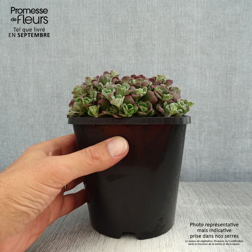 Amostra de Sedum spathulifolium Purpureum Vaso de 2 L/3 L tal como entregue no verão