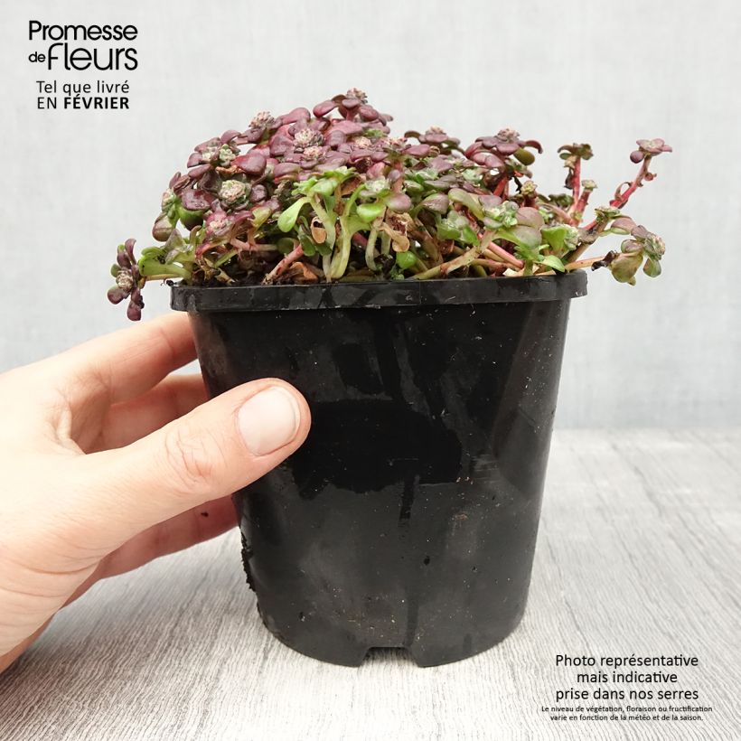 Amostra de Sedum spathulifolium Purpureum - Orpin Vaso de 2 L/3 L tal como entregue no inverno