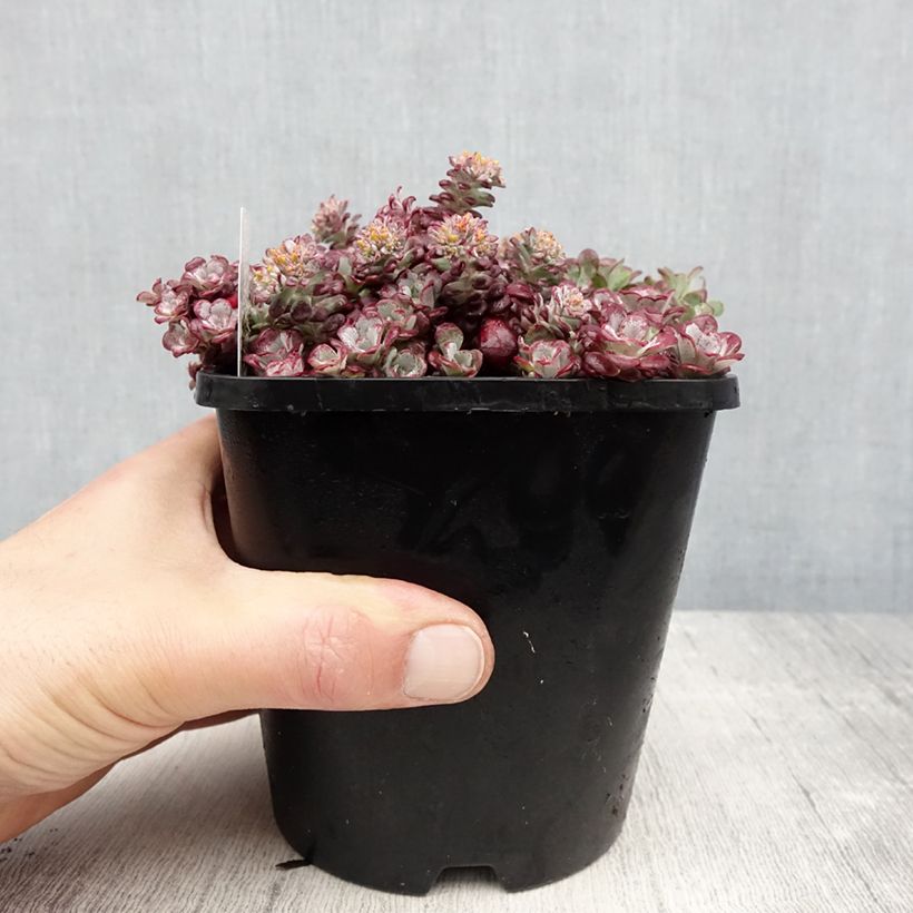 Amostra de Sedum spathulifolium Purpureum Vaso de 2 L/3 L tal como entregue na primavera