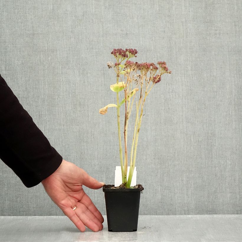 Amostra de Sedum spectabile Brilliant Vaso de 8/9 cm tal como entregue no outono