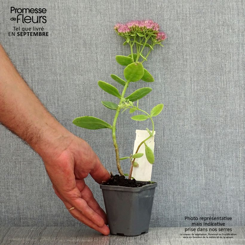 Amostra de Sedum spectabile Brilliant Vaso de 8/9 cm tal como entregue no verão