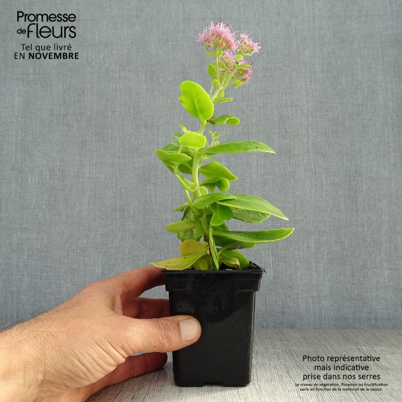 Amostra de Sedum spectabile Carmen Vaso de 7/8 cm tal como entregue no outono