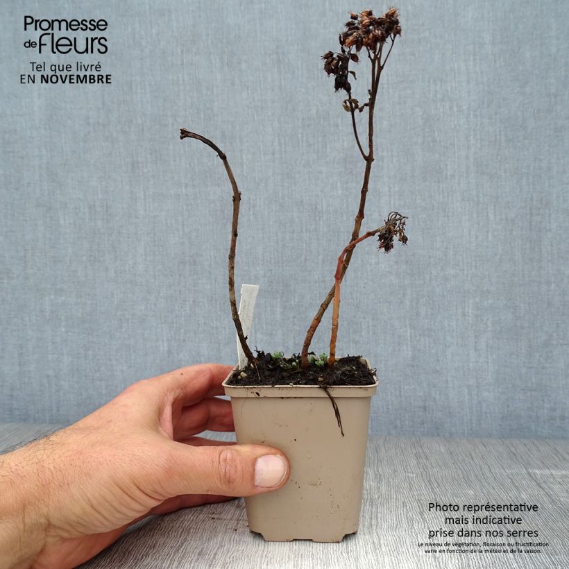 Amostra de Sedum spectabile Meteor Vaso de 8/9 cm tal como entregue no outono