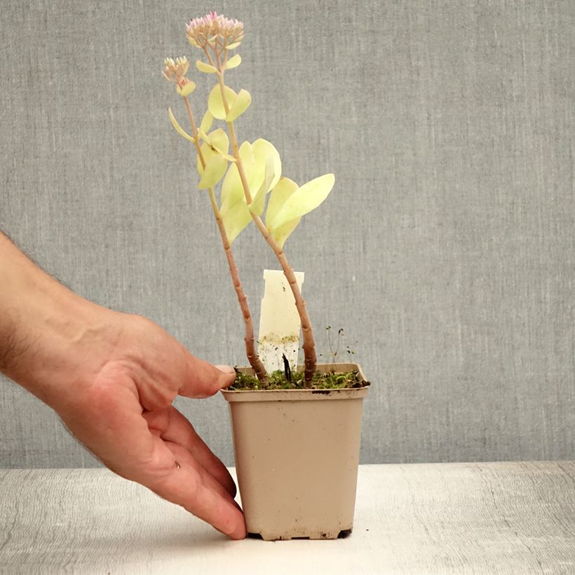 Amostra de Sedum spectabile Meteor Vaso de 8/9 cm tal como entregue no verão