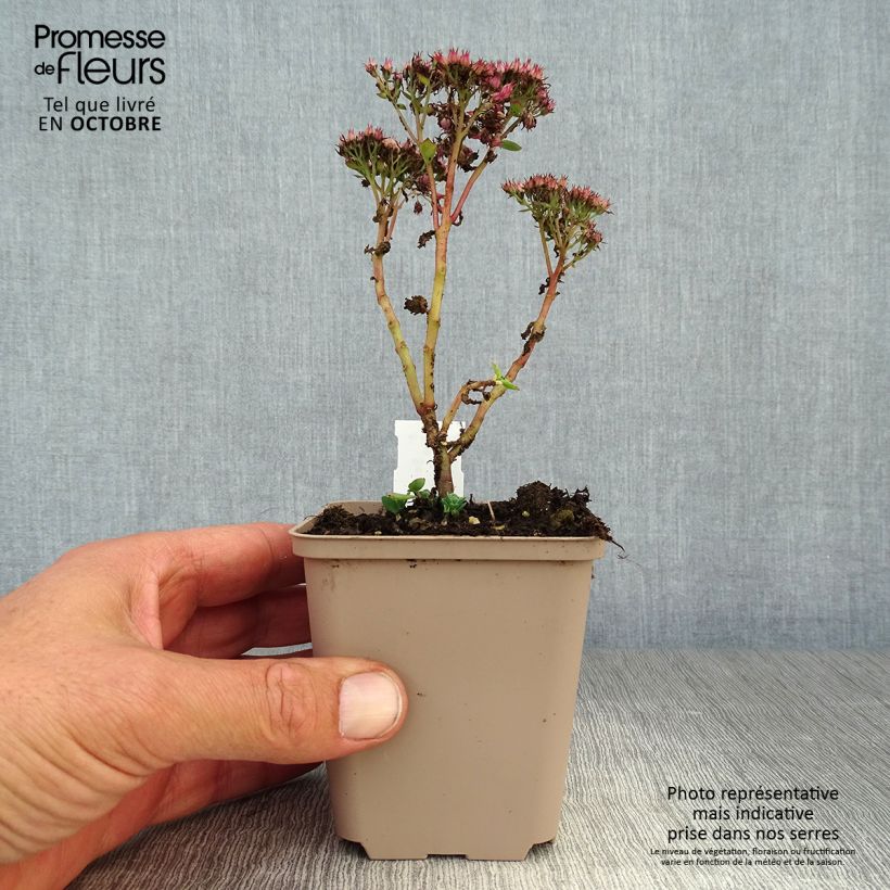 Amostra de Sedum spectabile Septemberglut Vaso de 8/9 cm tal como entregue no outono