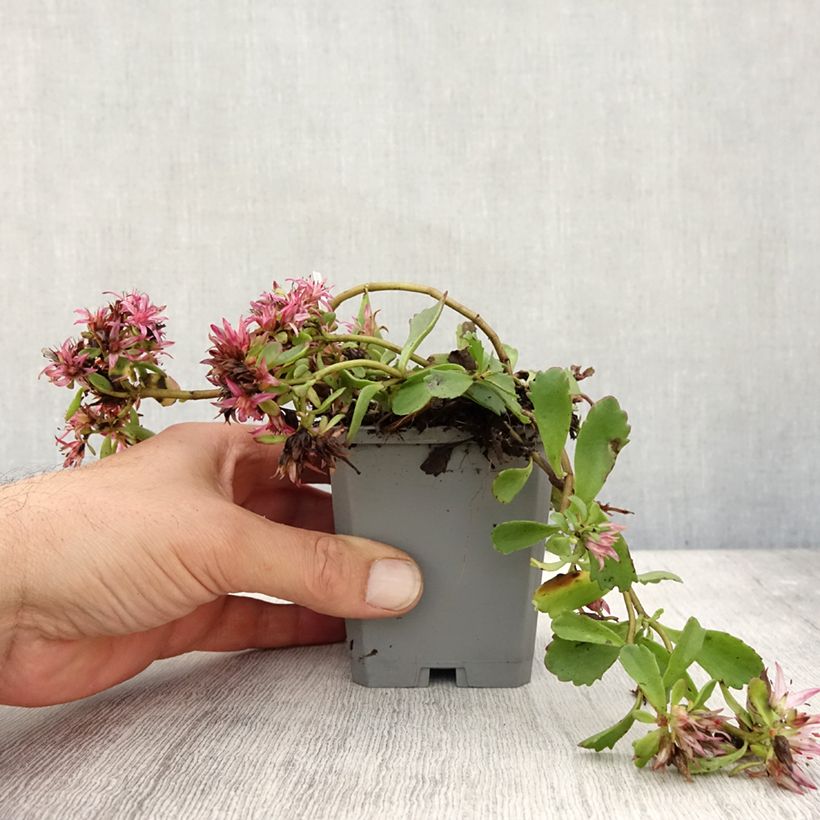 Amostra de Sedum spurium Dragon Blood Vaso de 8/9 cm tal como entregue no outono