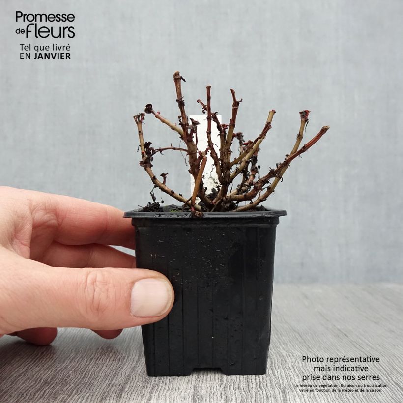 Amostra de Sedum spurium Dragon Blood (schorbuser blüt) - Orpin Vaso de 8/9 cm tal como entregue no inverno