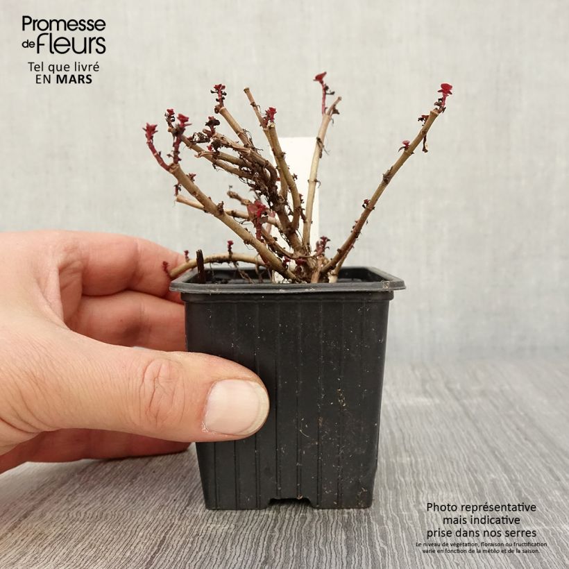 Amostra de Sedum spurium Dragon Blood Vaso de 8/9 cm tal como entregue na primavera