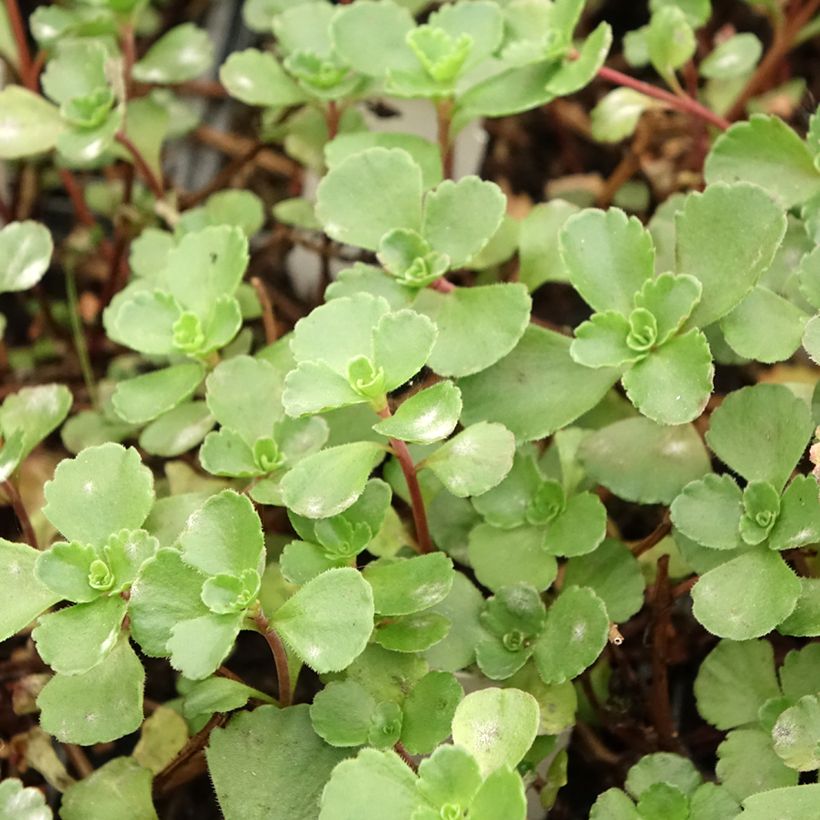 Sedum spurium Dragon Blood (Folhagem)