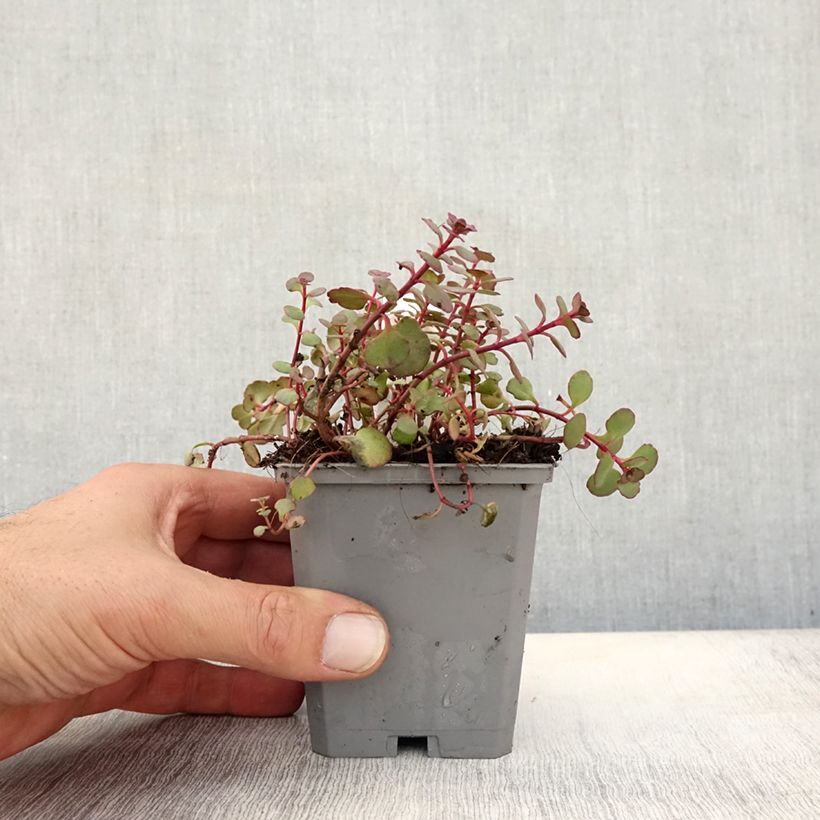 Amostra de Sedum spurium Woodoo Vaso de 8/9 cm tal como entregue no outono