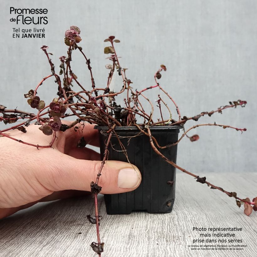 Amostra de Sedum spurium Woodoo Vaso de 8/9 cm tal como entregue no inverno