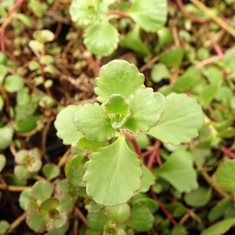 Sedum spurium Woodoo (Folhagem)