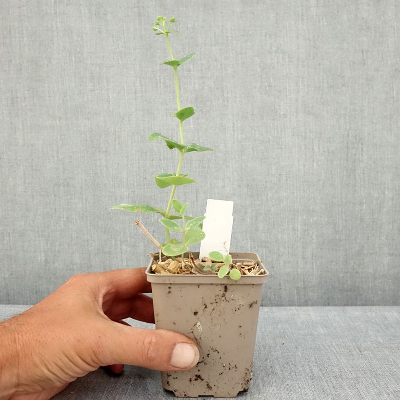 Amostra de Sedum Sunkissed Vaso de 8/9 cm tal como entregue no verão