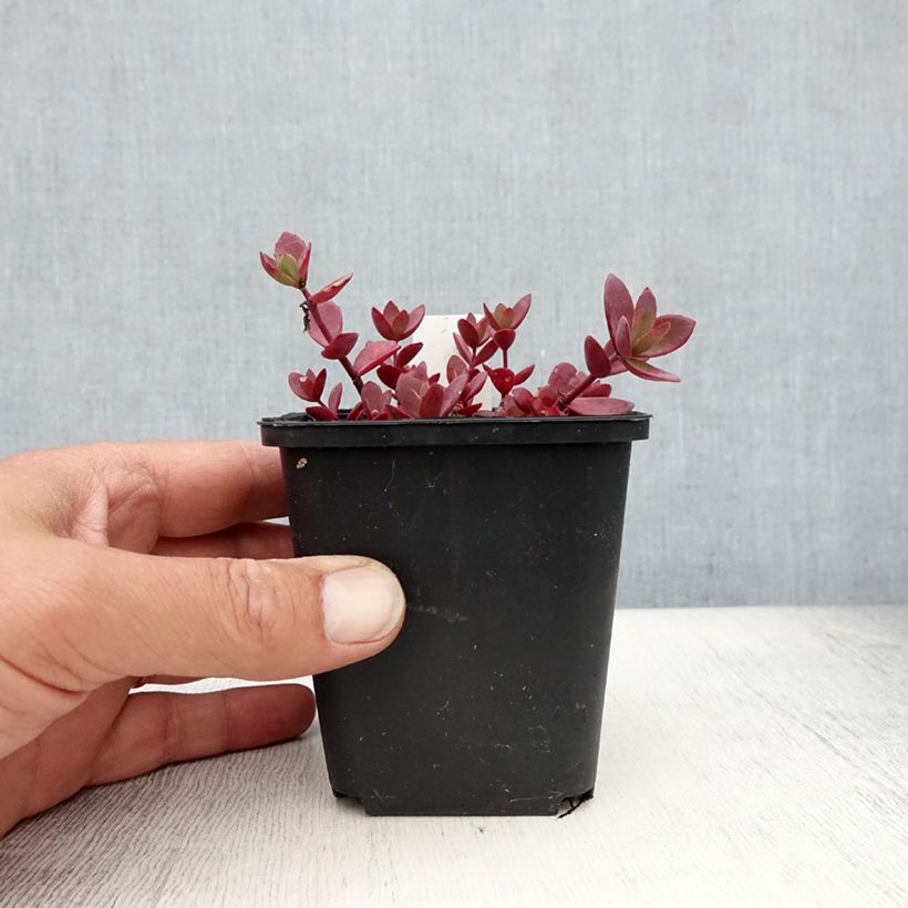 Amostra de Sedum Sunsparkler Blue Pearl Vaso de 8/9 cm tal como entregue no verão
