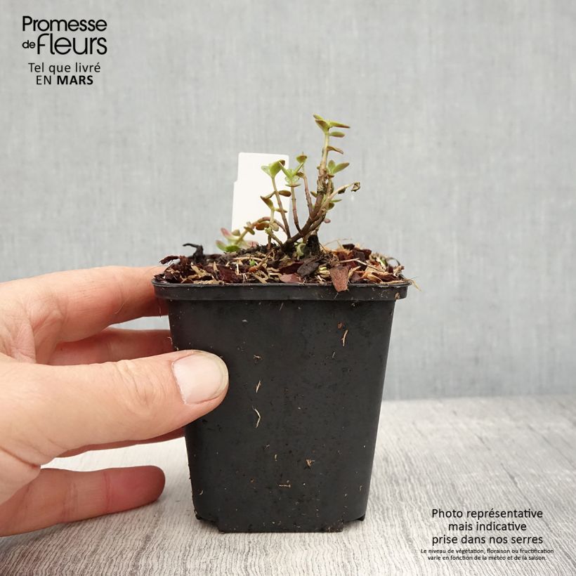 Amostra de Sedum Sunsparkler Blue Pearl Vaso de 8/9 cm tal como entregue na primavera