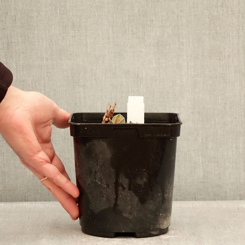 Amostra de Sedum Sunsparkler Blue Pearl Vaso de 2 L/3 L tal como entregue no inverno