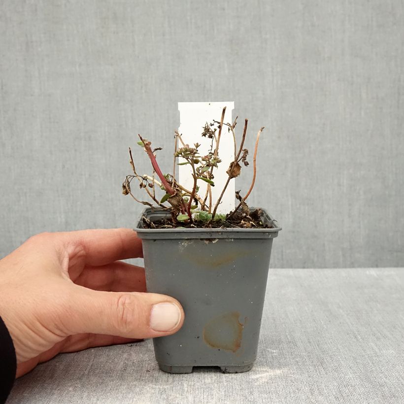 Amostra de Sedum Sunsparkler Cherry Tart Vaso de 8/9 cm tal como entregue no outono